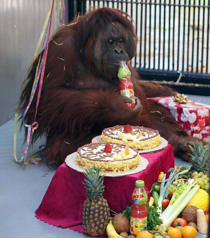 Urodziny orangutanów z zoo w Gdańsku: Raja i Albert mają 40 lat! [ZDJĘCIA]