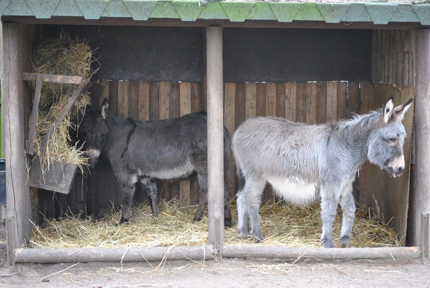 Młode osły w zoo