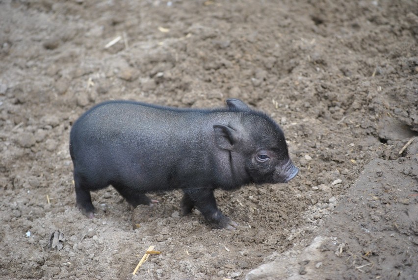 Rok temu w myślęcińskim zoo przyszedł na świat osiłek Papi....