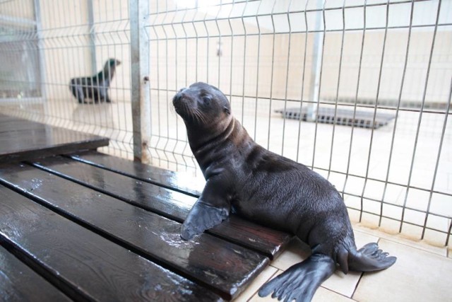 Od 15 maja bilet normalny do opolskiego zoo będzie kosztować 20 złotych, a ulgowy 14.