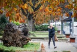 Kasztanowce na placu Kościeleckich w Bydgoszczy trafią pod piłę