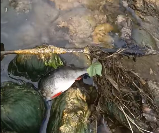 Otwarcie zastawki na Rudniczance w Grudziądzu doprowadziło do śmierci wielu ryb.