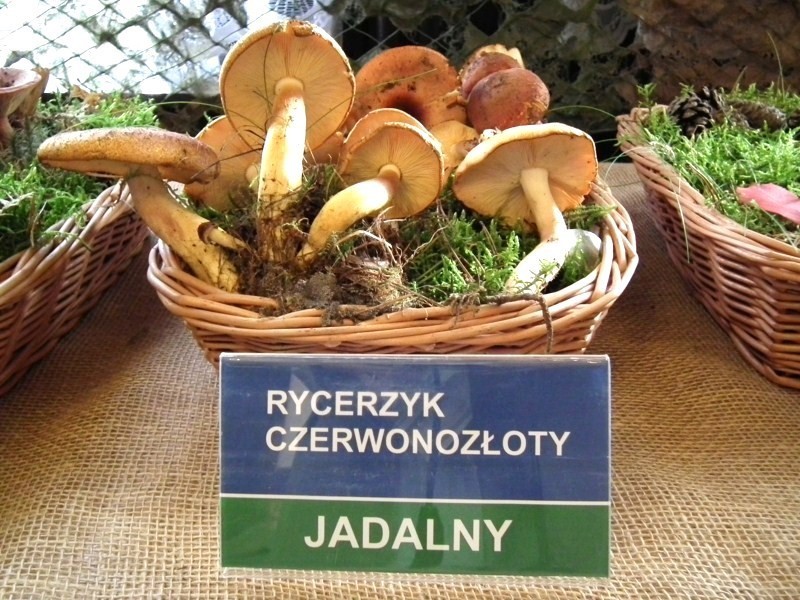 Zobacz koniecznie! &quot;Poznaj grzyby - unikniesz zatrucia&quot; - wystawa w Wojewódzkiej Stacji Sanitarno-Epidemiologicznej w Bydgoszczy