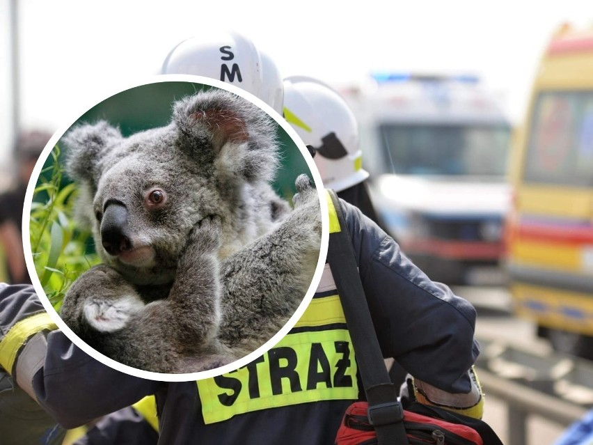Strażacy OSP adoptowali misia koalę poszkodowanego w pożarach w Australii 