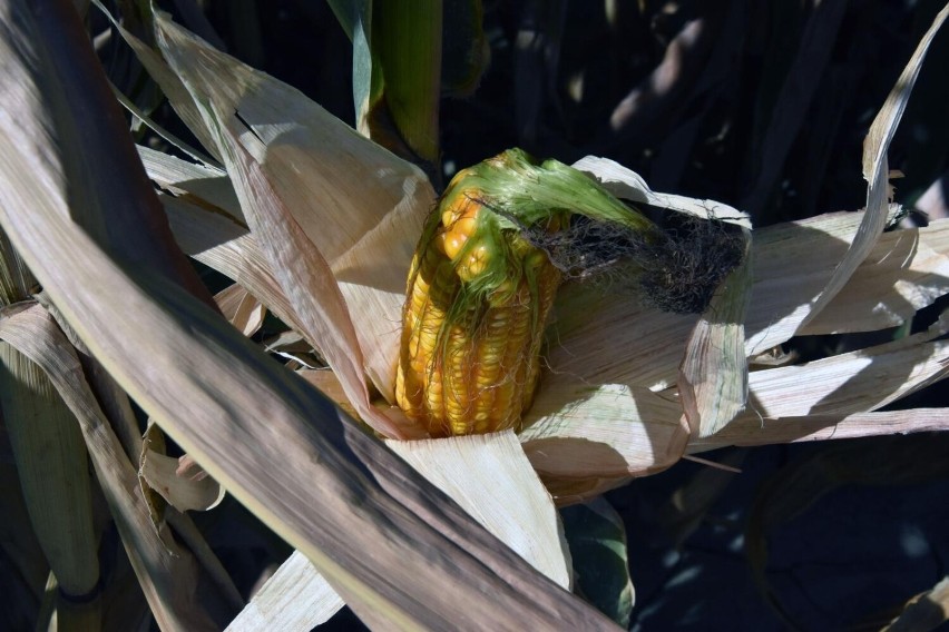 Kukurydziane żniwa w woj. podlaskim ruszyły z lekkim opóźnieniem. Na razie cena ziarna nie jest zła