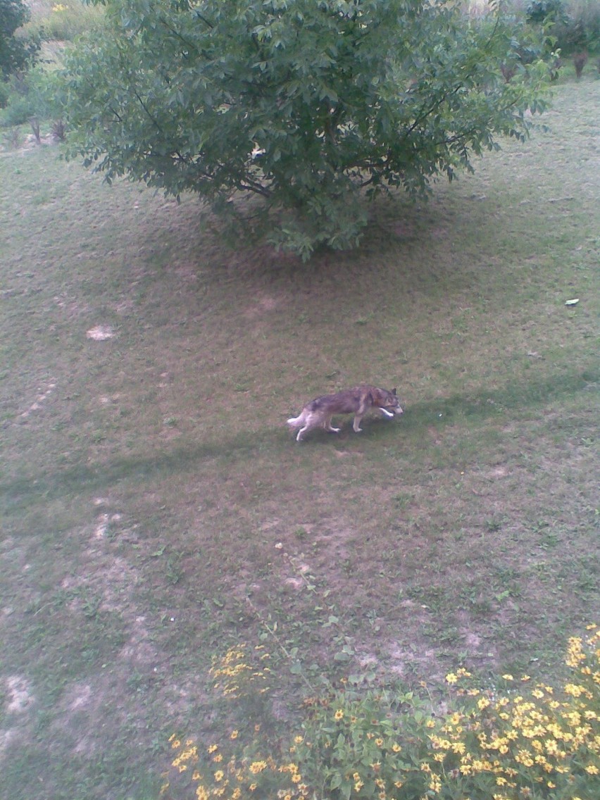 Wilki podchodzą pod bloki na Czubach? Zobacz ZDJĘCIA