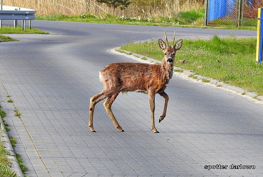 Spacer jelonka w Darłowie