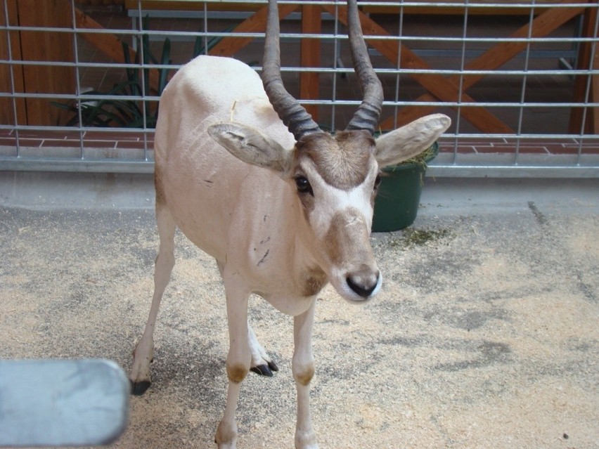 Ginący gatunek antylop Adaks wrócił do zoo w Chorzowie [ZDJĘCIA]