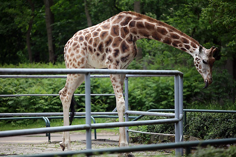 W łódzkim zoo został tylko Malkolm [ZDJĘCIA]