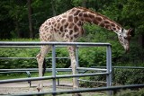 W łódzkim zoo został tylko Malkolm [ZDJĘCIA]