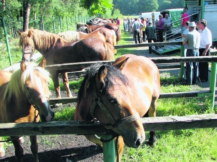 Przed kupnem trzeba zajrzeć koniowi w zęby