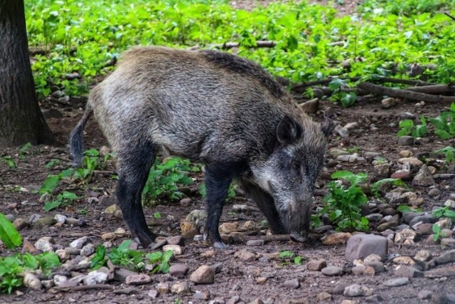 Dziki w Jaworznie pojawiają się regularnie. W tym roku zostało odstrzelonych ponad 80 zwierząt
