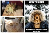 Najśmieszniejsze memy o kotach i psach. Kot kontra pies. Uśmiechnijcie się z nami, bo zwierzaki potrafią rozbawić do łez! Zobacz koniecznie