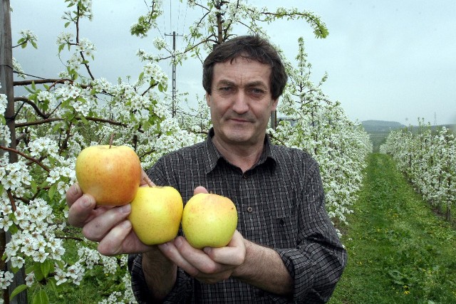 Kazimierz Rusnarczyk mówi, że pięknych jabłek będzie dużo