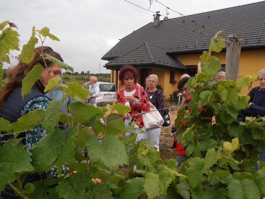 Winobusem na Winnice ''Pod Lubuskim Słońcem'' - Przełazy Łaski, gm. Lubrza