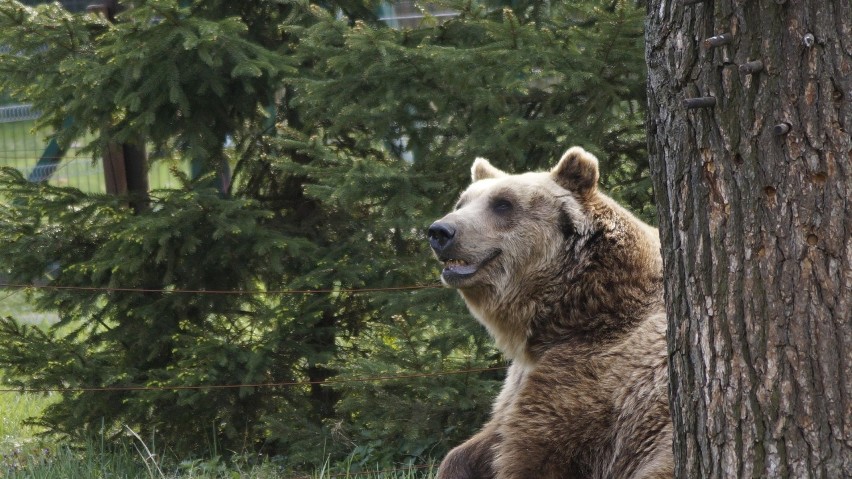 ZOO Akcent w Białymstoku. W zoo wiosna w pełni! Zobacz jak pięknie jest w białostockim Akcencie (ZDJĘCIA)