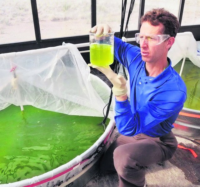 Modyfikacje genetyczne alg mają zwiększyć ich wydajność