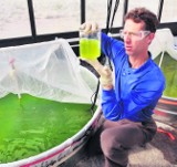 Gudzowaty zacznie produkować paliwo z alg. Podobno w woj. śląskim