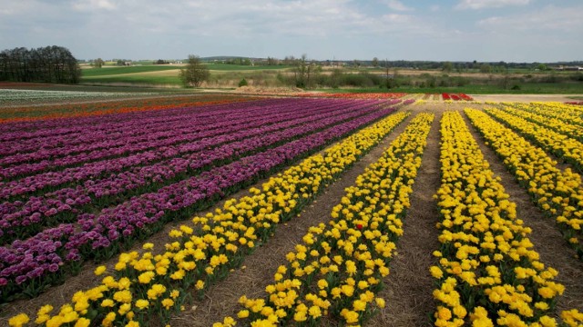 Na polach Bogdana Królika zakwitlo dziesięć milionów tulipanów. To „polska Holandia”. Zobaczcie zdjęcia z lotu ptaka.