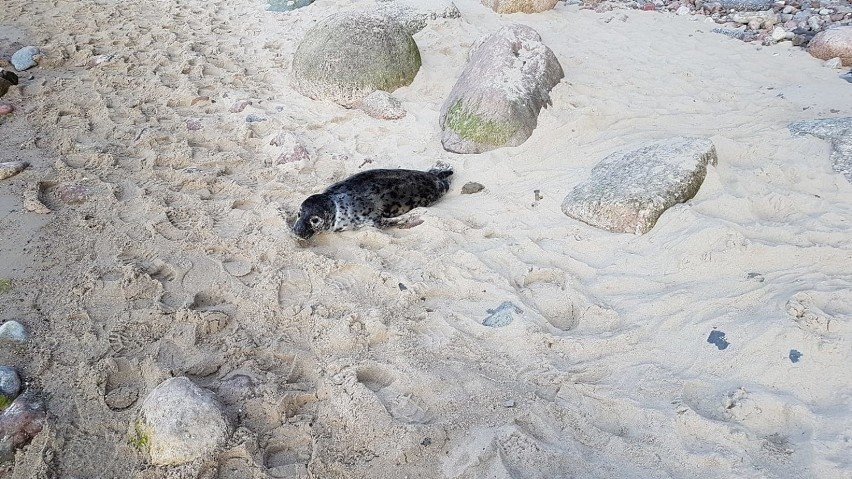 Gdyńscy plażowicze nękają foki, które próbują odpocząć na plaży. Jedna z nich - Bolenka - nie przeżyła. Policja zajmie się zwierzętami