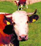 Powiat tarnowski: szalona krowa ubita