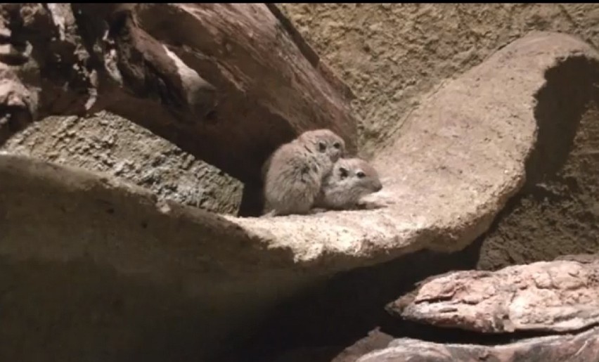 Nowe Zoo Poznań - Urodziły się piaskówki