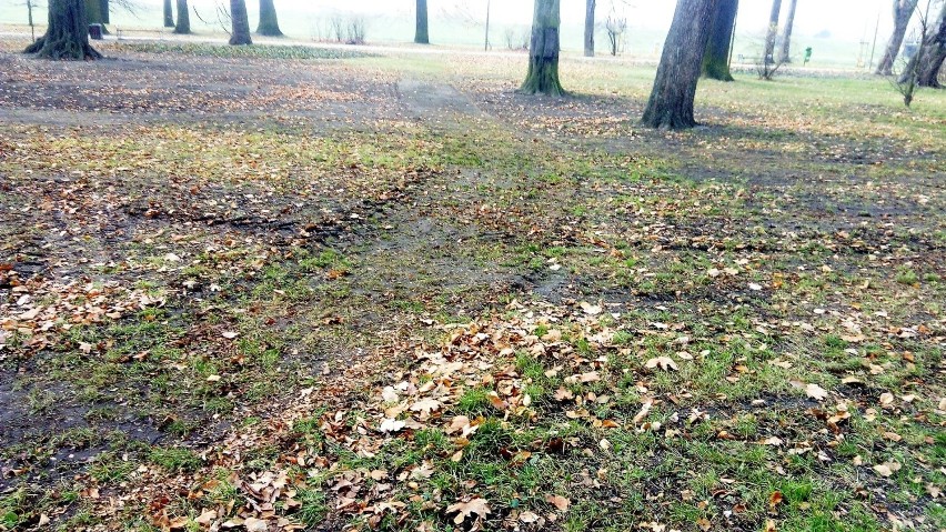 Usuwanie liści w Parku Nadodrzańskim w Opolu z pomocą...