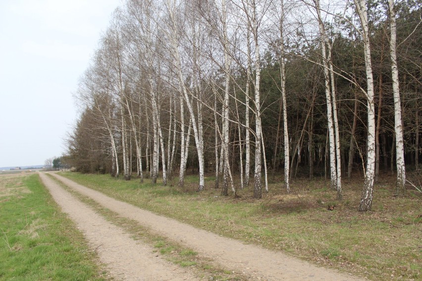 W tym lesie znaleziono ciało 30-letniego Marcina
