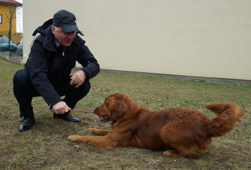 Nowy Sącz. Pokazowe szkolenie psów ratowniczych. Musiały odszukać człowieka uwięzionego pod gruzem [ZDJĘCIA]
