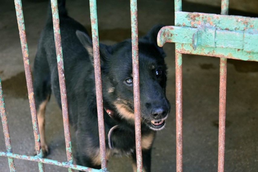 Ponad 50 piesków czeka na adopcję w legnickim schronisku [ZDJĘCIA]