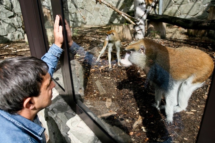 Chorzowskie ZOO może też być żłobkiem [ZDJĘCIA]