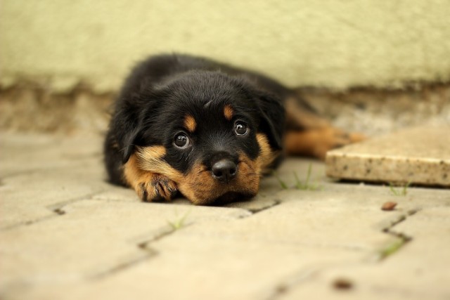 Grupa Save4legs będzie prowadzić zbiórkę do 12 lutego.