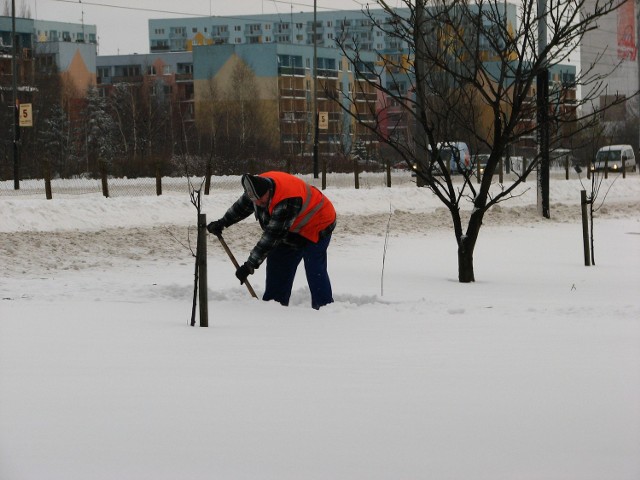 Sadzenie drzewek tuż po śnieżycy