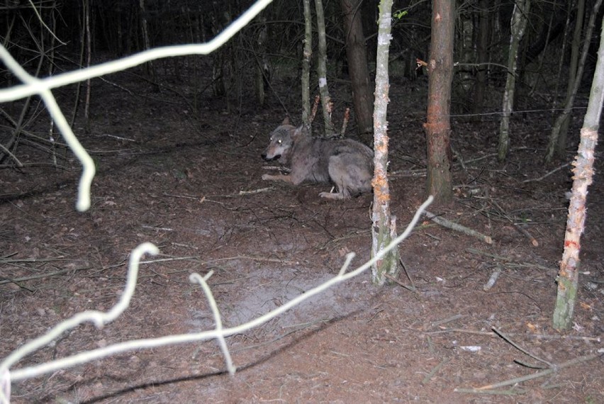Wilk złapał się we wnyki w lesie w Bujniczkach (gm....
