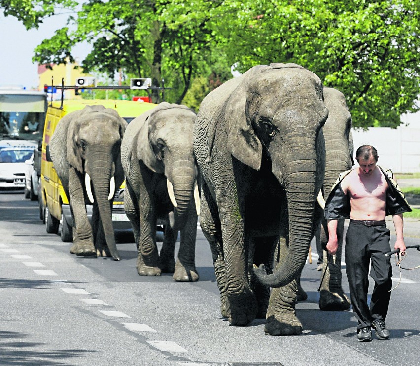11.05. Do Legnicy przyjechał cyrk. Słonie wyszły na ulice