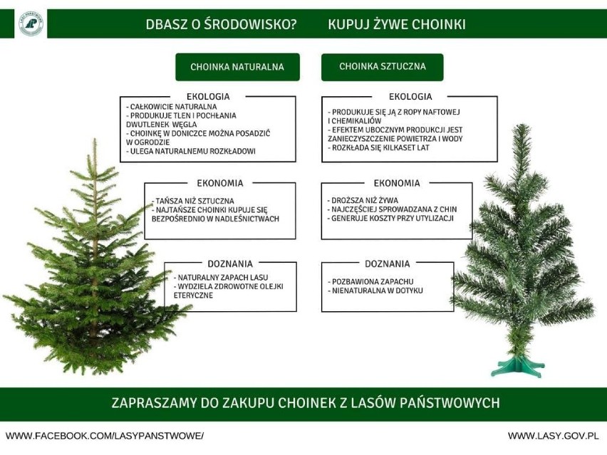 Ceny choinek w powiecie kościerskim. Naturalne drzewka wprost z lasu kupisz w Cisewiu