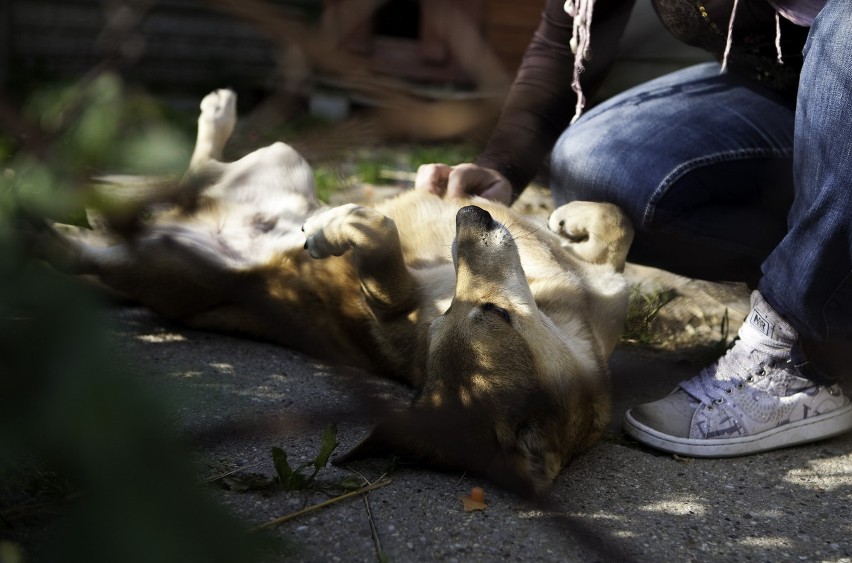 Bezpańskie psy z Piekar Śląskich trafiają do schroniska w Miedarach