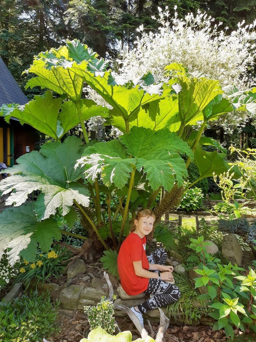 Działkowiczka wyhodowała roślinę o liściach, które mają ponad metr średnicy. Dzieci robią sobie pod nimi kryjówki [ZDJĘCIA]