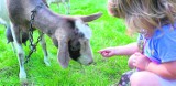 Szołtysek: Ślązoki i kozie bobki