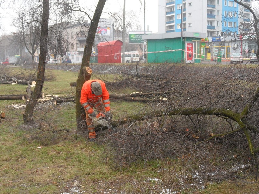 Dąbrowa Górnicza: Wycięli ponad 20 drzew pod Aldi, ale mieszkańcy uratowali inne parki 