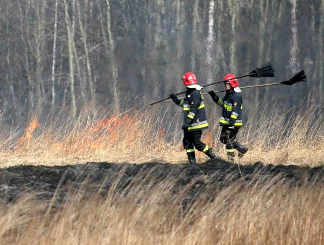 Strażacy musieli gasić pożar traw w Milowicach