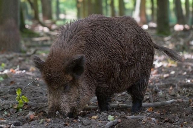 15 grudnia 2022 roku w Sopocie zostanie przeprowadzony odstrzał dzików