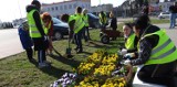 Uchodźcy z Ukrainy sadzili kwiatki i tuje dla Radomska! [ZDJĘCIA]