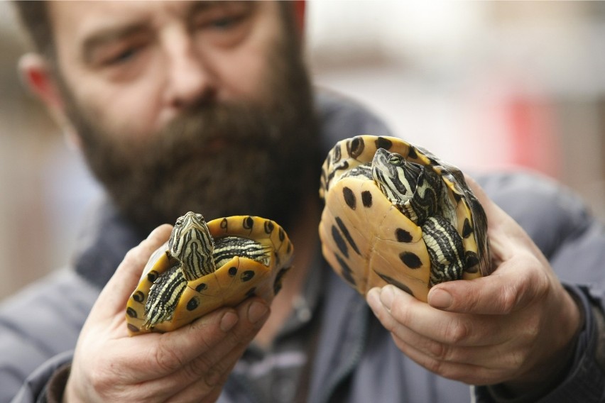 Mój Reporter: Co zrobić z porzuconymi we Wrocławiu żółwiami?