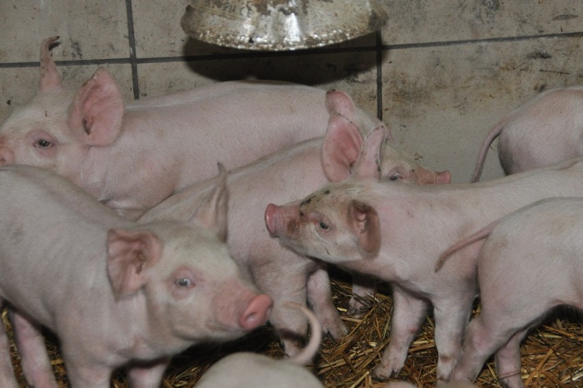 Jak zapewnić świniom rozrywkę na poziomie UE? Polscy hodowcy wiedzą, jak to robić! ZDJĘCIA