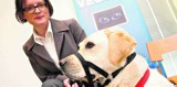 Gdynia: Labrador Pefo będzie pomagał swojej niedosłyszącej pani