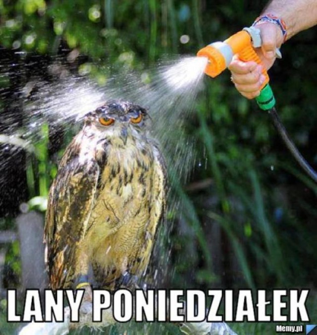 Lany poniedziałek, śmingus-dyngus na wesoło! [MEMY]