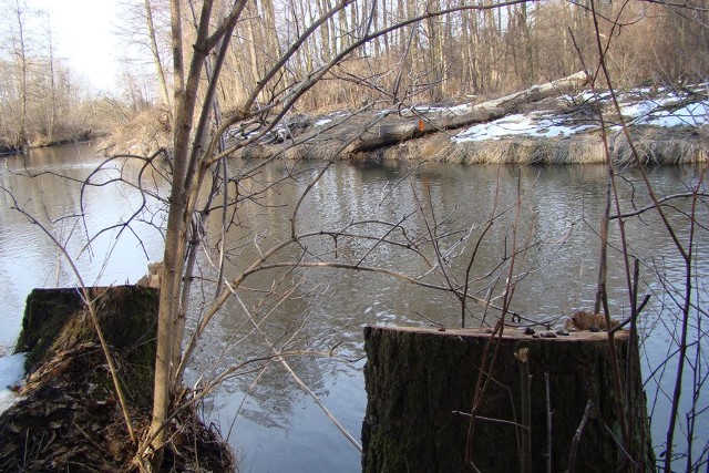 Oczyszczanie rzeki ze zwalonych drzew może zaburzyć jej różnorodność biologiczną