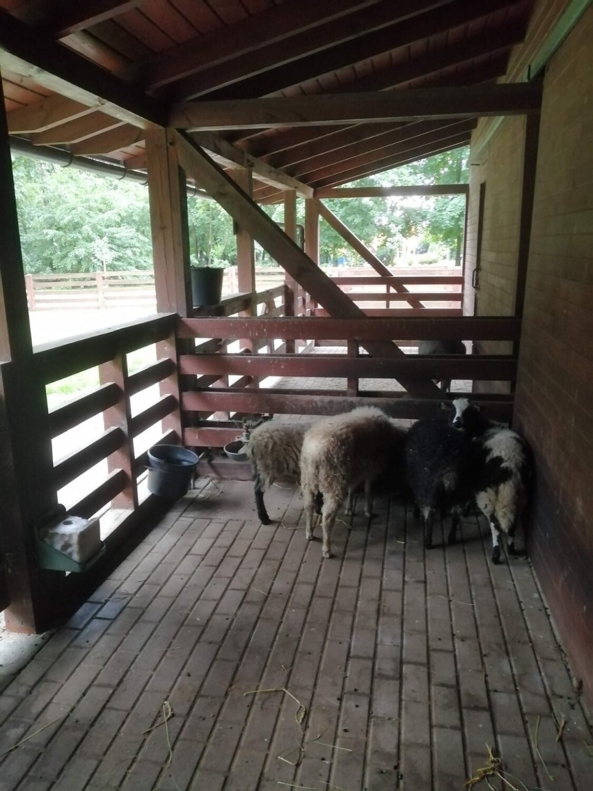 Nowe zwierzaki zamieszkały w leszczyńskim Mini Zoo. To dwa szopy i cztery owieczki [ZDJĘCIA]