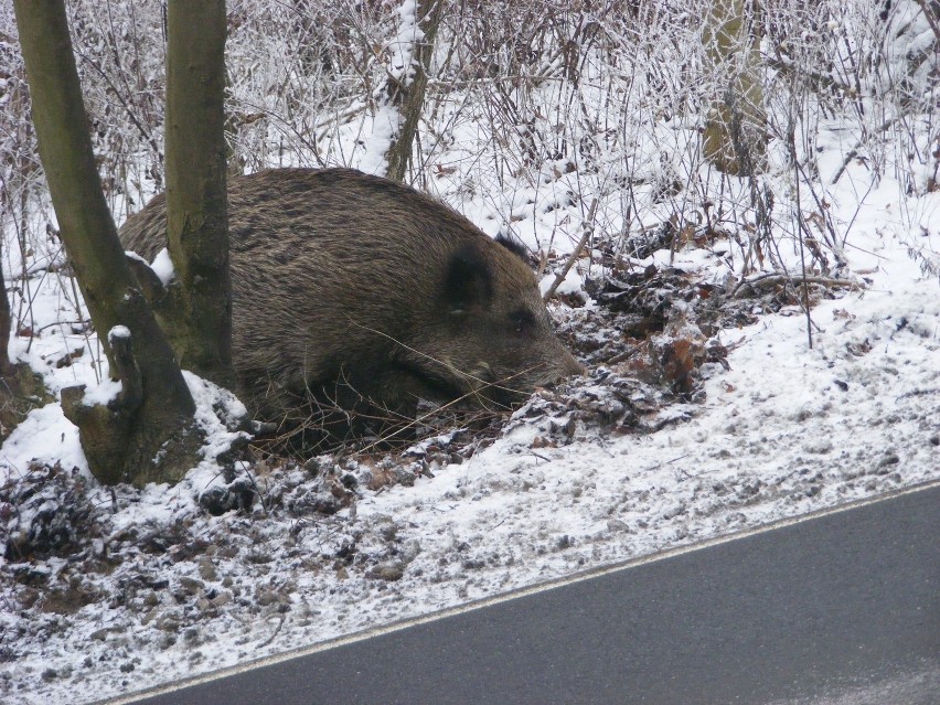 Dziki poszukują pożywienia na poboczu ulicy Koszalińskiej